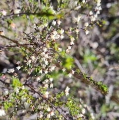 Cryptandra amara (Bitter Cryptandra) at Tuggeranong DC, ACT - 6 Sep 2021 by Mike