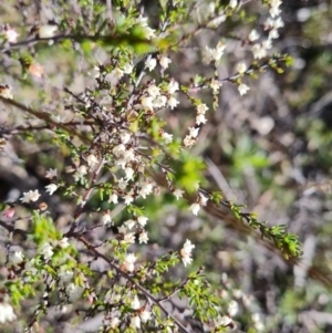 Cryptandra amara at Tuggeranong DC, ACT - 6 Sep 2021