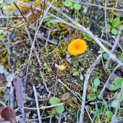 Lichenomphalia chromacea (Yellow Navel) at Wanniassa Hill - 6 Sep 2021 by Mike