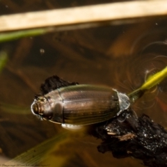 Gyrinidae sp. (family) (Unidentified whirligig beetle) at Holt, ACT - 6 Sep 2021 by Roger