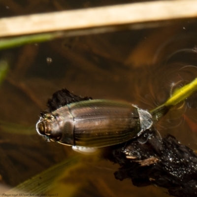 Gyrinidae sp. (family) (Unidentified whirligig beetle) at Woodstock Nature Reserve - 6 Sep 2021 by Roger