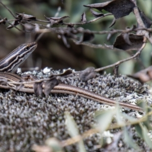 Ctenotus taeniolatus at Tuggeranong DC, ACT - 3 Sep 2021