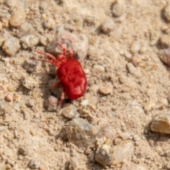 Trombidiidae (family) (Red velvet mite) at Tuggeranong DC, ACT - 3 Sep 2021 by SWishart