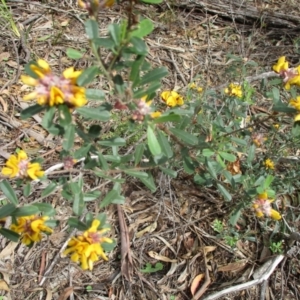 Pultenaea daphnoides at Pambula Beach, NSW - 5 Sep 2021 02:30 PM