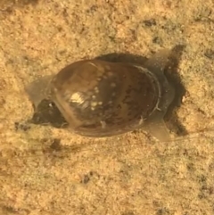 Austropeplea sp. (genus) (Freshwater snail) at Murrumbateman, NSW - 6 Sep 2021 by SimoneC