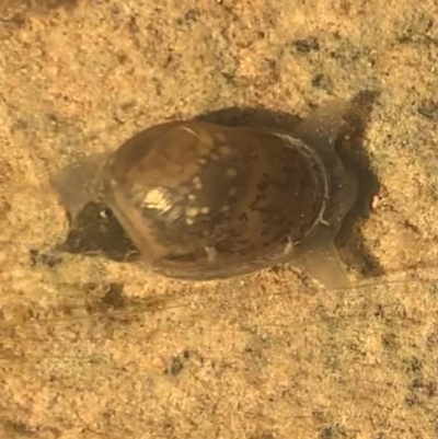 Austropeplea sp. (genus) (Freshwater snail) at Murrumbateman, NSW - 6 Sep 2021 by SimoneC