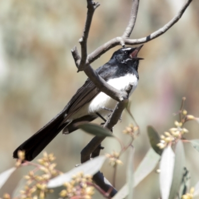 Rhipidura leucophrys (Willie Wagtail) at Hawker, ACT - 6 Sep 2021 by AlisonMilton