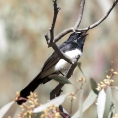 Rhipidura leucophrys at Hawker, ACT - 6 Sep 2021