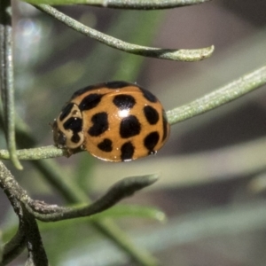 Harmonia conformis at Hawker, ACT - 6 Sep 2021