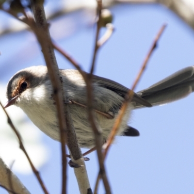 Malurus cyaneus (Superb Fairywren) at The Pinnacle - 6 Sep 2021 by AlisonMilton