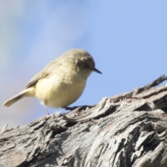 Acanthiza reguloides (Buff-rumped Thornbill) at Hawker, ACT - 6 Sep 2021 by AlisonMilton