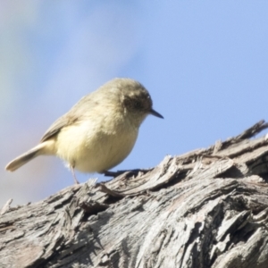 Acanthiza reguloides at Hawker, ACT - 6 Sep 2021