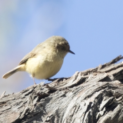 Acanthiza reguloides (Buff-rumped Thornbill) at The Pinnacle - 6 Sep 2021 by AlisonMilton