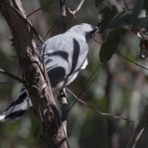 Coracina novaehollandiae at Hawker, ACT - 6 Sep 2021