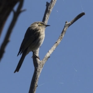 Caligavis chrysops at Hawker, ACT - 6 Sep 2021