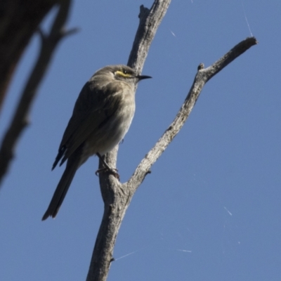 Caligavis chrysops (Yellow-faced Honeyeater) at Hawker, ACT - 6 Sep 2021 by AlisonMilton