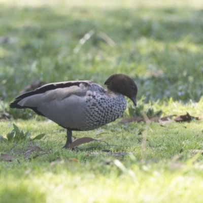 Chenonetta jubata (Australian Wood Duck) at Hawker, ACT - 6 Sep 2021 by AlisonMilton