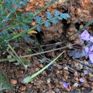 Erodium cicutarium at Tuggeranong DC, ACT - 6 Sep 2021 03:35 PM