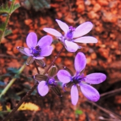 Erodium cicutarium at Tuggeranong DC, ACT - 6 Sep 2021