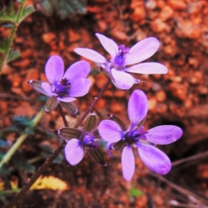 Erodium cicutarium at Tuggeranong DC, ACT - 6 Sep 2021 03:35 PM