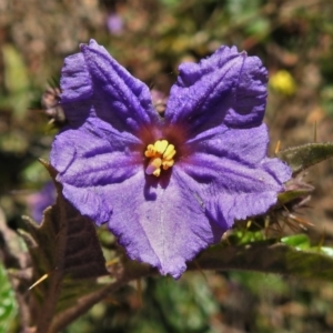 Solanum cinereum at Tuggeranong DC, ACT - 6 Sep 2021 03:40 PM