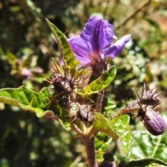 Solanum cinereum at Tuggeranong DC, ACT - 6 Sep 2021 03:40 PM