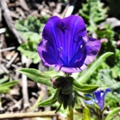 Echium plantagineum (Paterson's Curse) at Tuggeranong DC, ACT - 6 Sep 2021 by JohnBundock