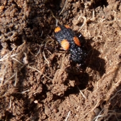 Craspedophorus sp. (genus) (Predaceous ground beetle) at Boro, NSW - 2 Sep 2021 by Paul4K