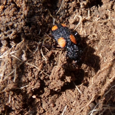 Craspedophorus sp. (genus) (Predaceous ground beetle) at Boro, NSW - 2 Sep 2021 by Paul4K