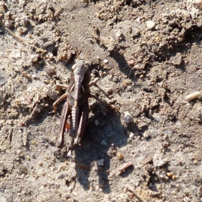 Caledia captiva (grasshopper) at Boro, NSW - 2 Sep 2021 by Paul4K