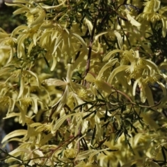 Clematis leptophylla (Small-leaf Clematis, Old Man's Beard) at Tuggeranong DC, ACT - 6 Sep 2021 by JohnBundock