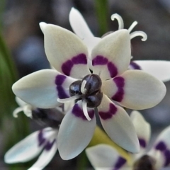 Wurmbea dioica subsp. dioica (Early Nancy) at Kambah, ACT - 6 Sep 2021 by JohnBundock