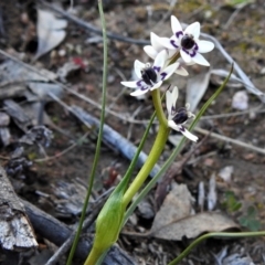 Wurmbea dioica subsp. dioica at Kambah, ACT - 6 Sep 2021