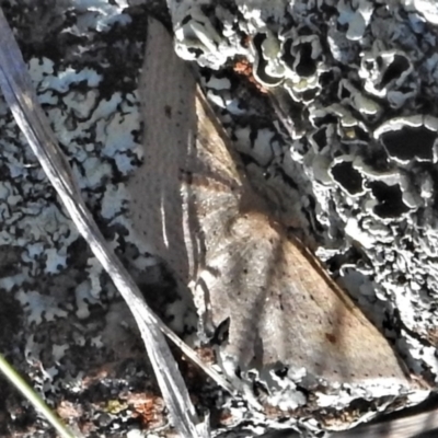 Epicyme rubropunctaria (Red-spotted Delicate) at Tuggeranong DC, ACT - 6 Sep 2021 by JohnBundock