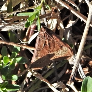 Uresiphita ornithopteralis at Tuggeranong DC, ACT - 6 Sep 2021