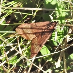 Uresiphita ornithopteralis at Tuggeranong DC, ACT - 6 Sep 2021