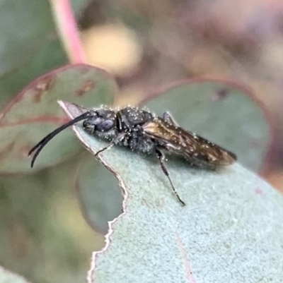 Tiphiidae (family) (Unidentified Smooth flower wasp) at Murrumbateman, NSW - 6 Sep 2021 by SimoneC