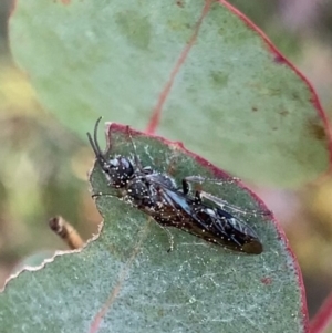 Tiphiidae (family) at Murrumbateman, NSW - 6 Sep 2021