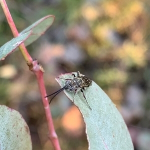 Tiphiidae (family) at Murrumbateman, NSW - 6 Sep 2021