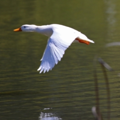 Anas platyrhynchos (Mallard (Domestic Type)) at Stranger Pond - 6 Sep 2021 by RodDeb