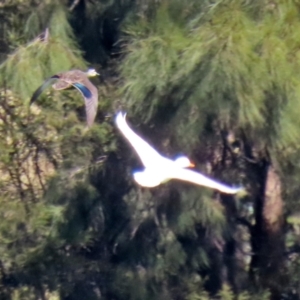 Anas platyrhynchos at Bonython, ACT - 6 Sep 2021