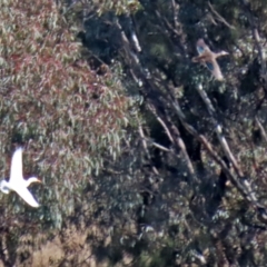 Anas platyrhynchos at Bonython, ACT - 6 Sep 2021