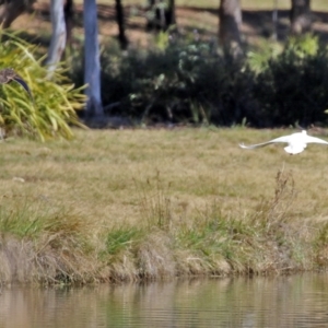 Anas platyrhynchos at Bonython, ACT - 6 Sep 2021