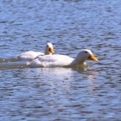 Anas platyrhynchos at Bonython, ACT - 6 Sep 2021 12:25 PM