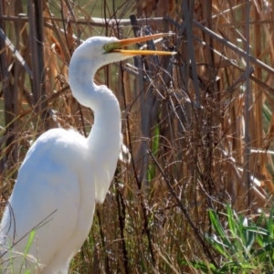 Ardea alba at Bonython, ACT - 6 Sep 2021