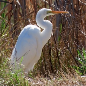 Ardea alba at Bonython, ACT - 6 Sep 2021