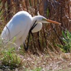 Ardea alba at Bonython, ACT - 6 Sep 2021