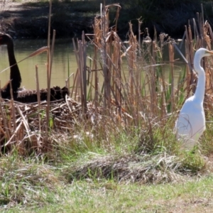 Ardea alba at Bonython, ACT - 6 Sep 2021