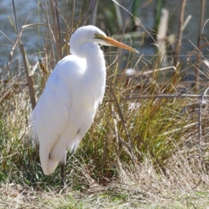 Ardea alba at Bonython, ACT - 6 Sep 2021