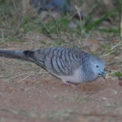 Geopelia placida (Peaceful Dove) at Nullamanna, NSW - 29 Apr 2018 by Harrisi